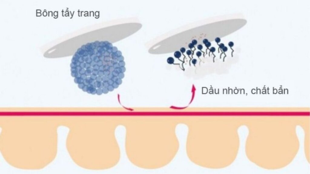 Cấu trúc micelle trong nước tẩy trang giúp tương tác với dầu và lớp makeup trên da